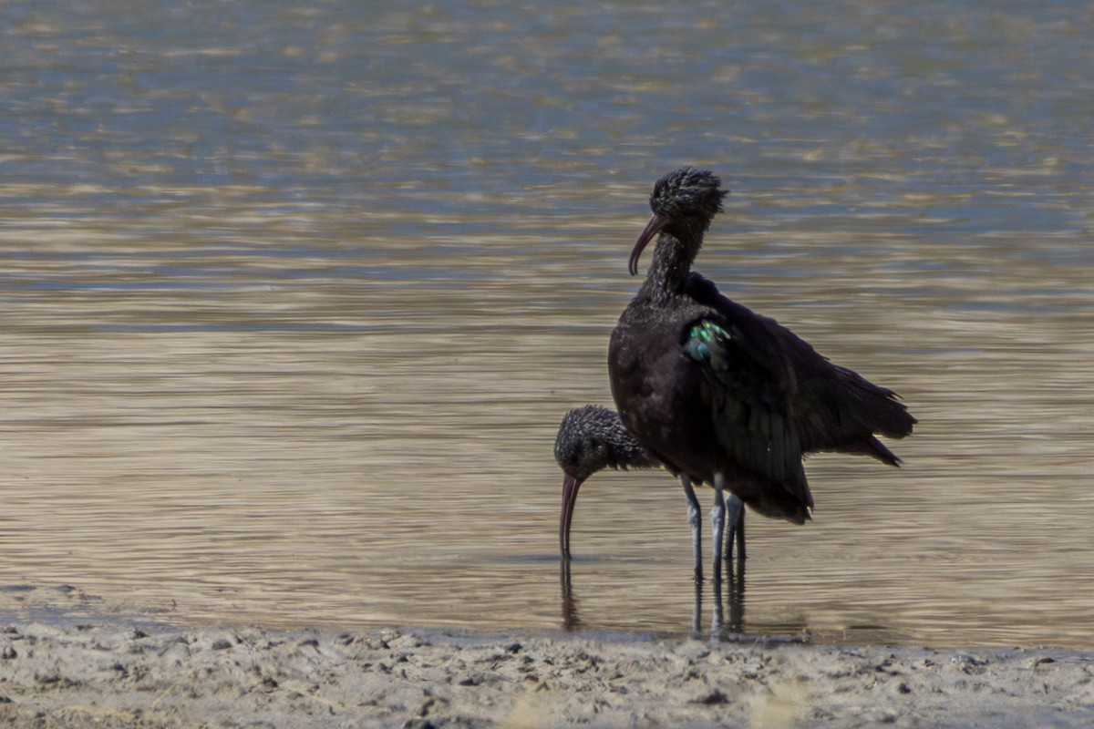 ibis andský - ML610170067