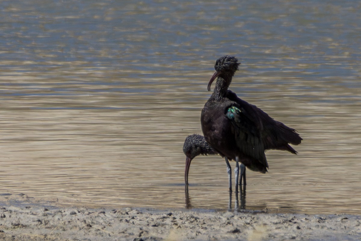 Puna Ibis - Frank Dietze