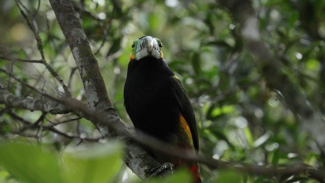 Toucanet à bec tacheté - ML610170079