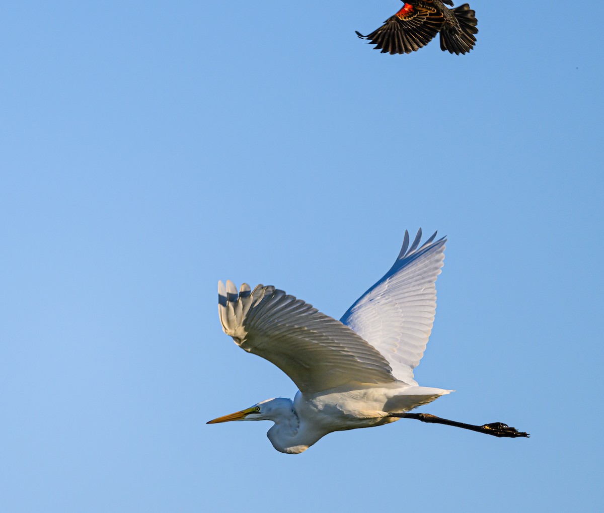 Great Egret - ML610170107