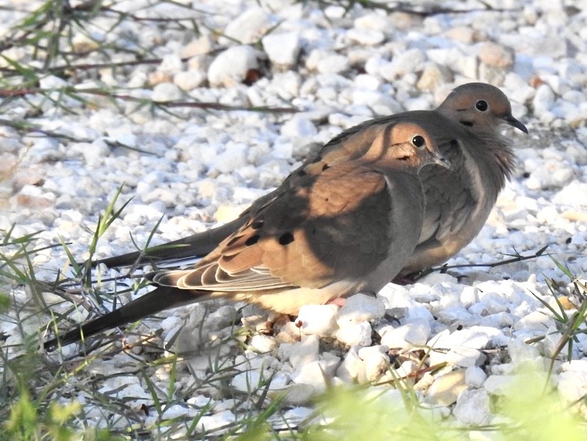 hrdlička karolínská - ML610170138