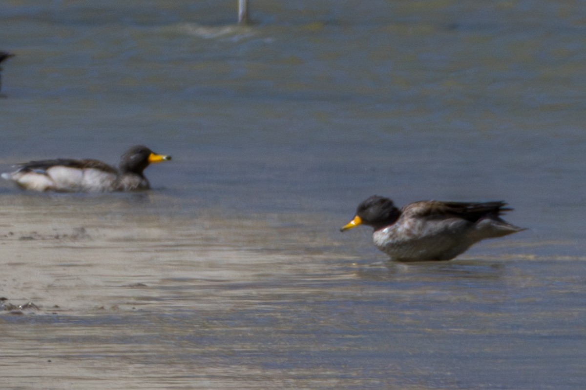 Yellow-billed Teal - ML610170177