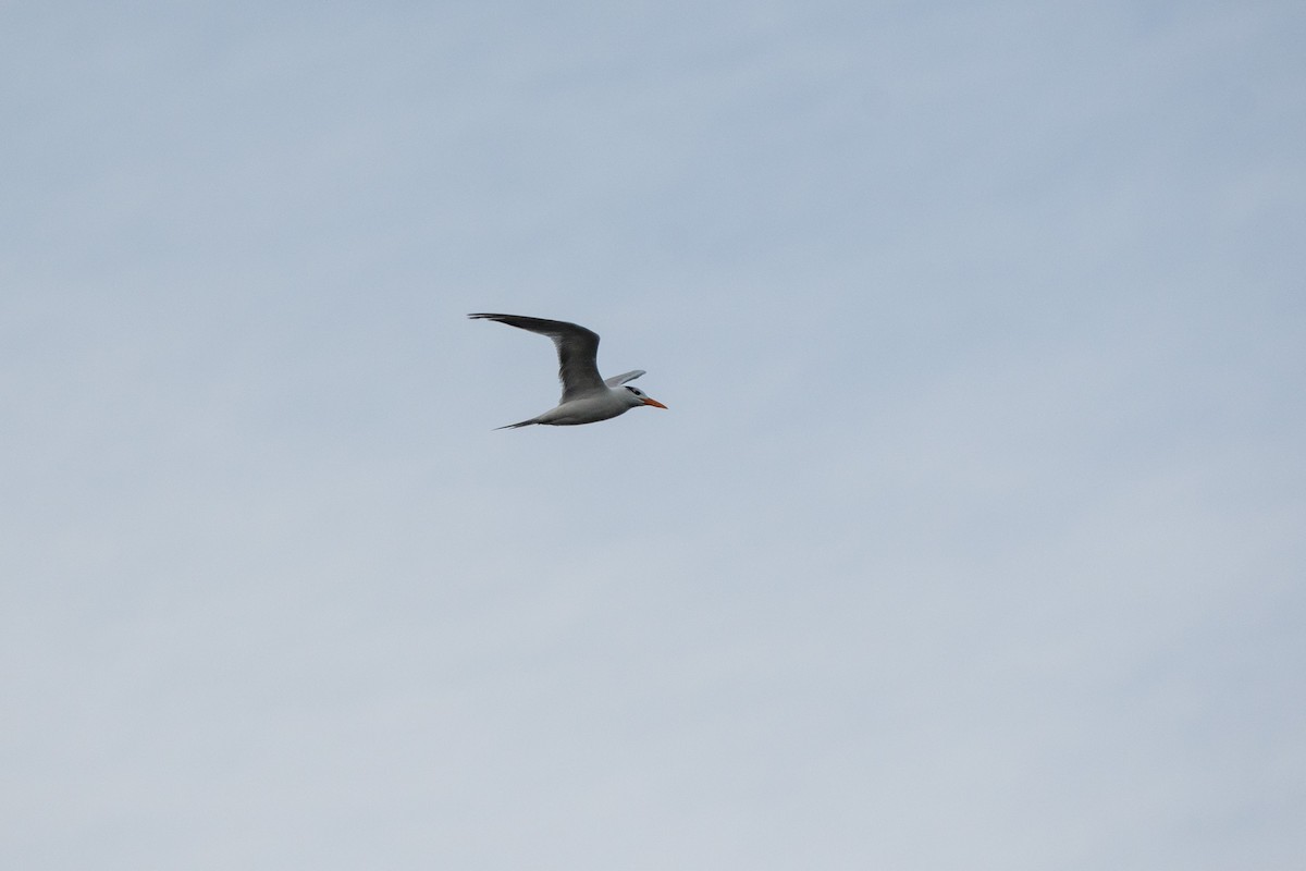 Royal Tern - ML610170231