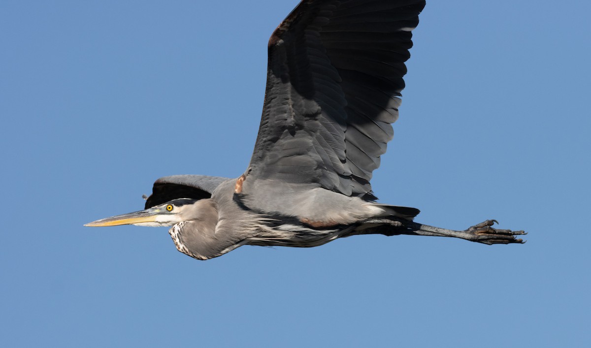 Great Blue Heron - Frank Young