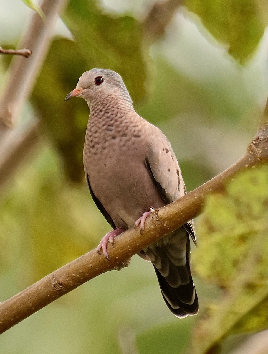 Common Ground Dove - ML610170248