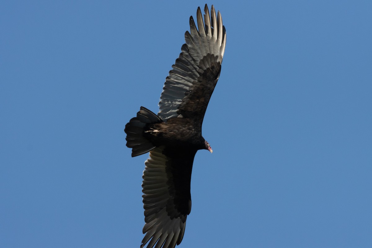 Turkey Vulture - Frank Young