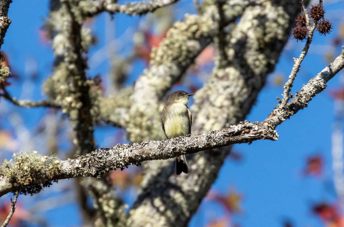 Eastern Phoebe - ML610170265