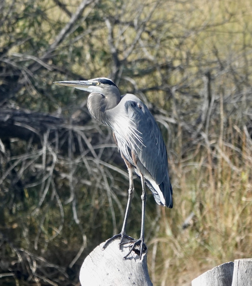 Great Blue Heron - ML610170315