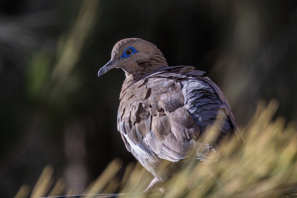 West Peruvian Dove - ML610170318