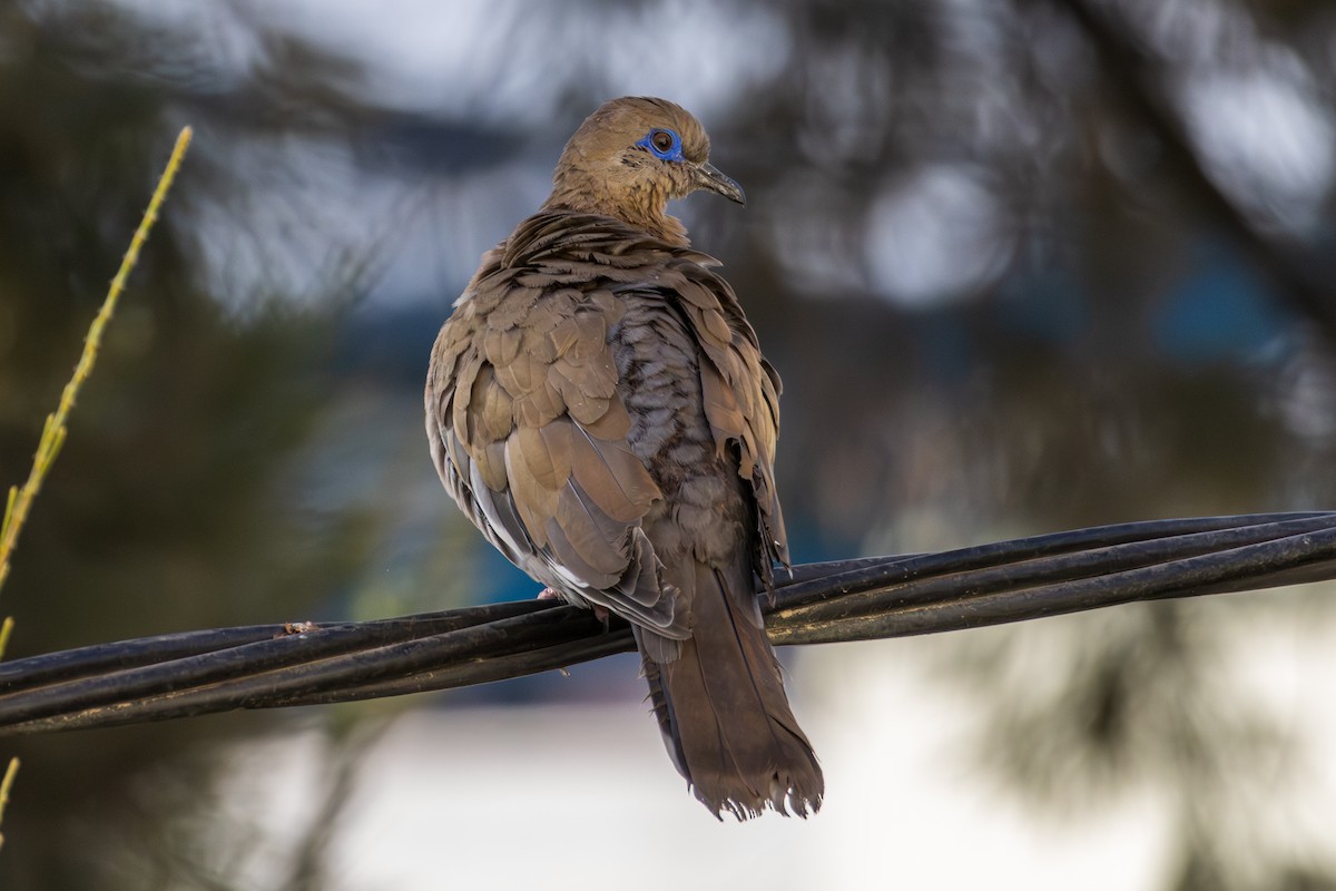 West Peruvian Dove - ML610170321