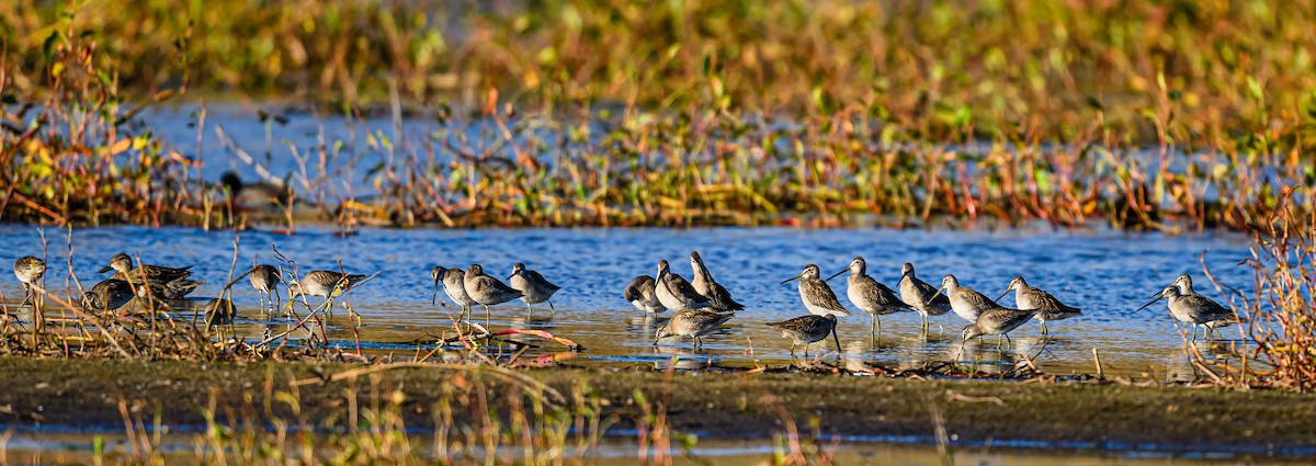 Long-billed Dowitcher - Ken Miracle