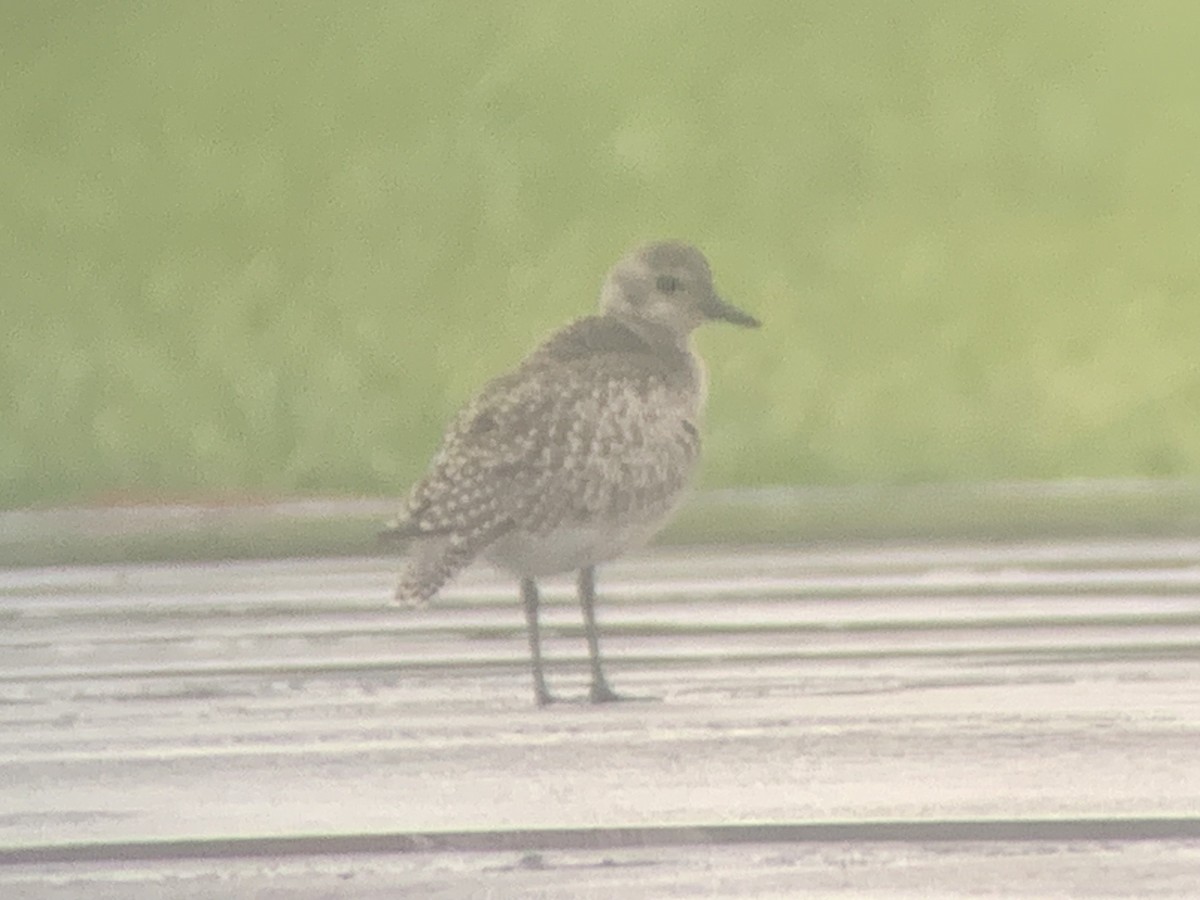 Black-bellied Plover - David Bernstein