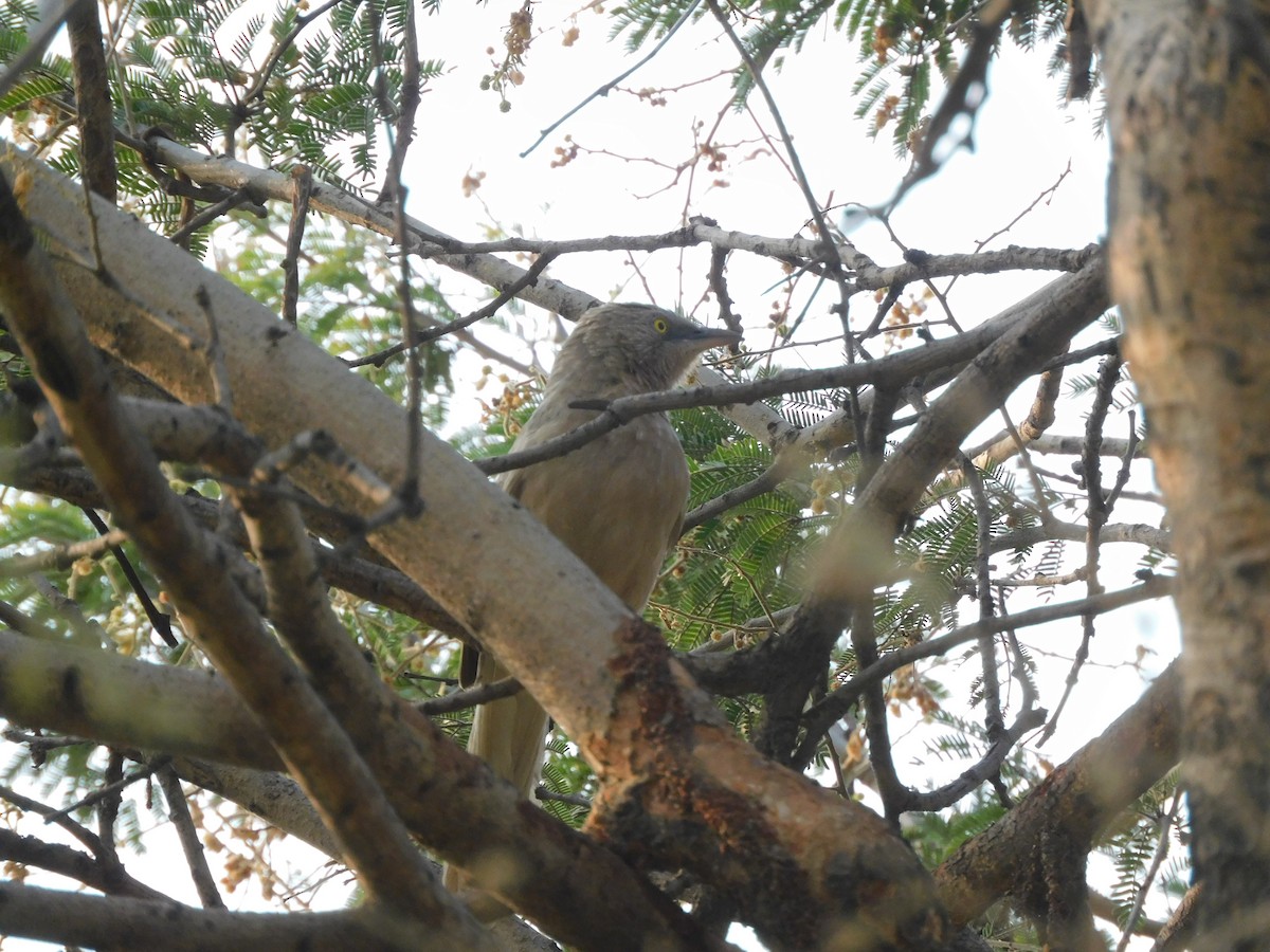 Large Gray Babbler - ML610170618