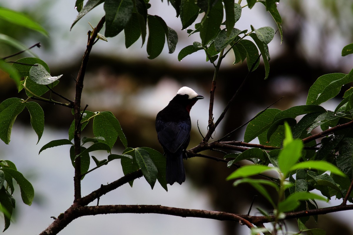 White-capped Tanager - ML610170712