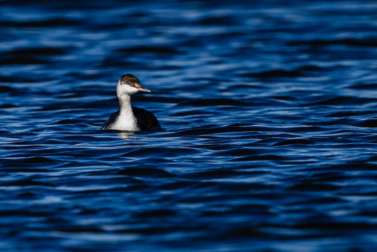 Horned Grebe - ML610170731