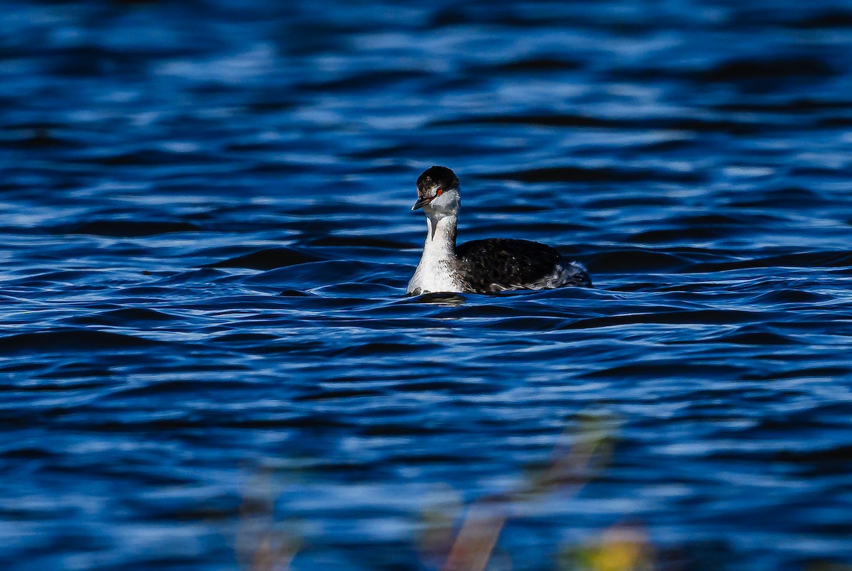 Horned Grebe - ML610170734