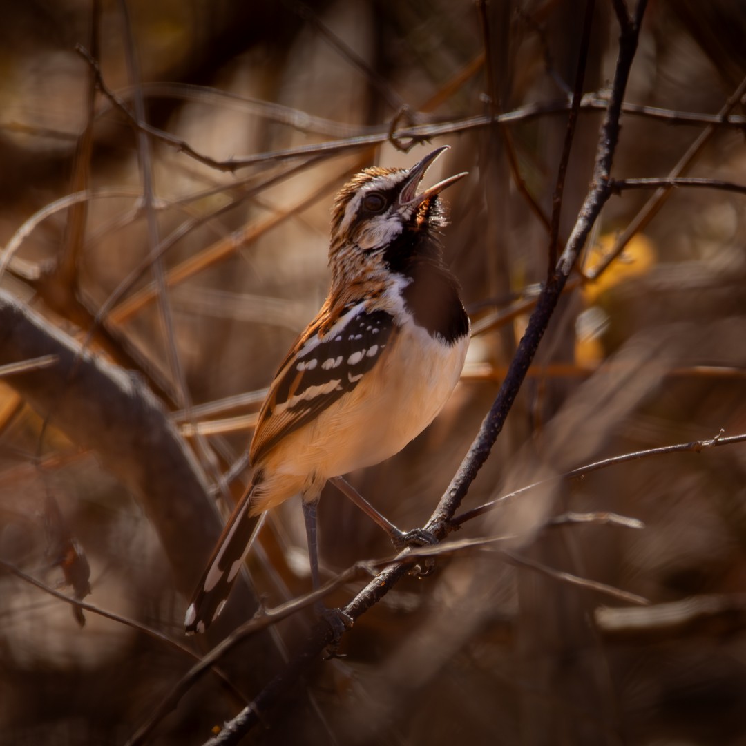 Stripe-backed Antbird - ML610170816