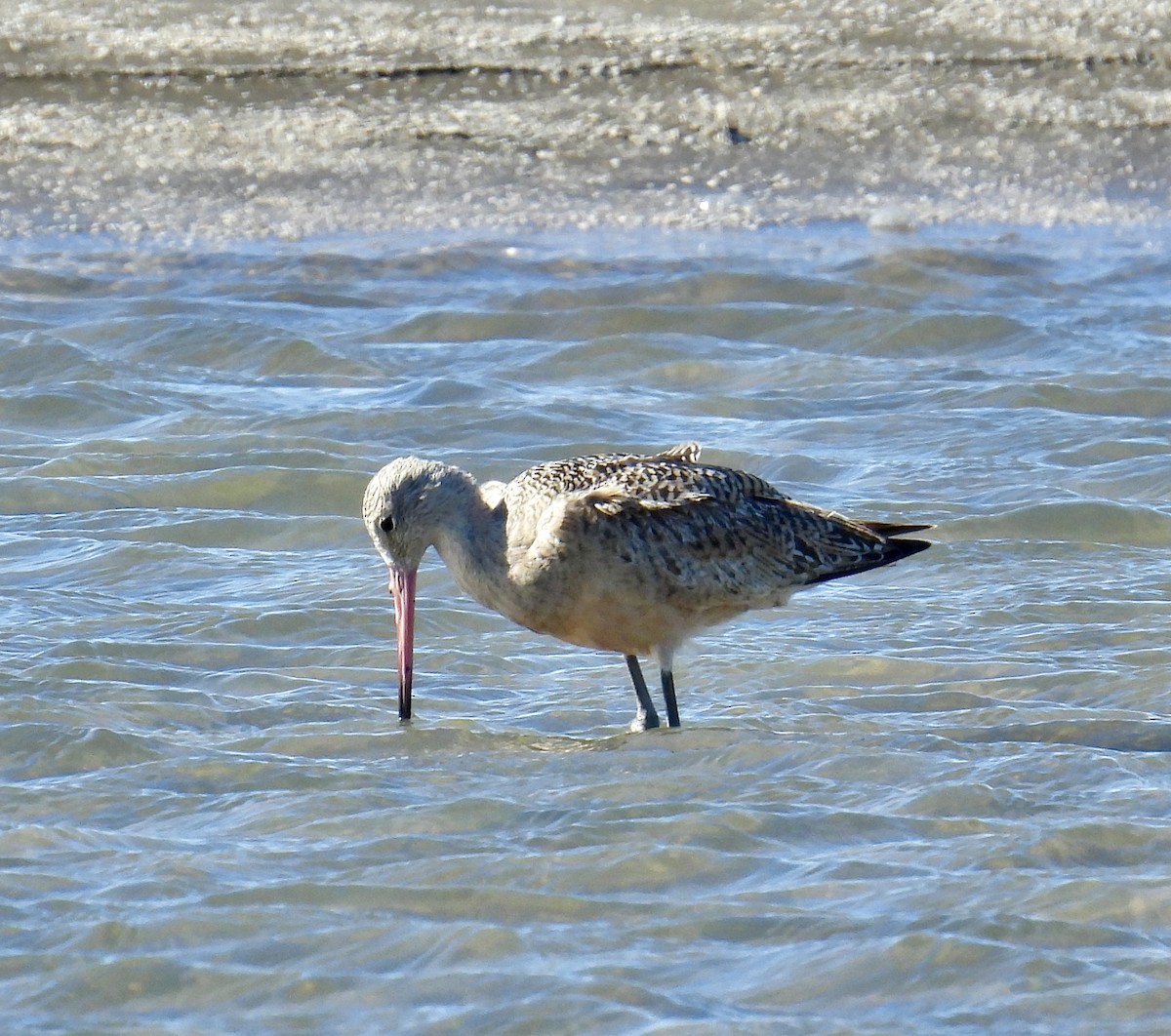 Marbled Godwit - ML610170949