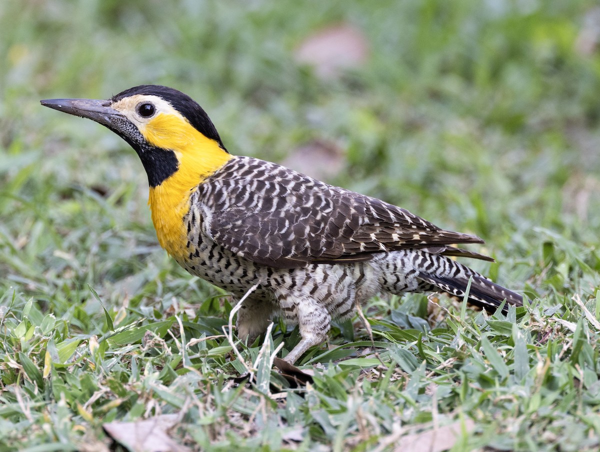 Campo Flicker (Campo) - ML610171094