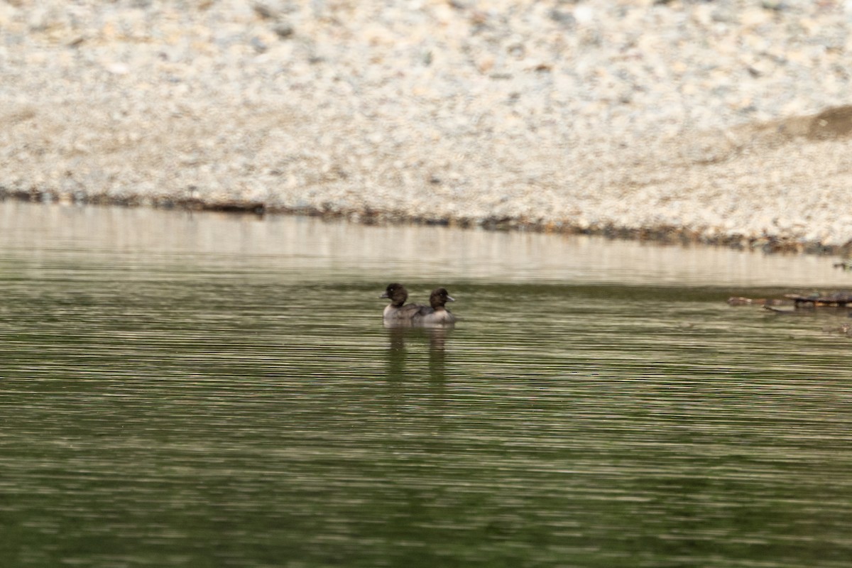 Barrow's Goldeneye - ML610171105