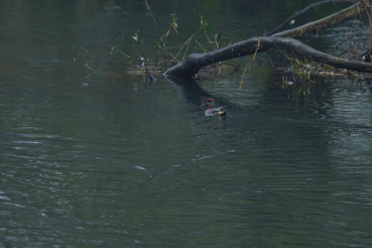 Green-winged Teal - ML610171106