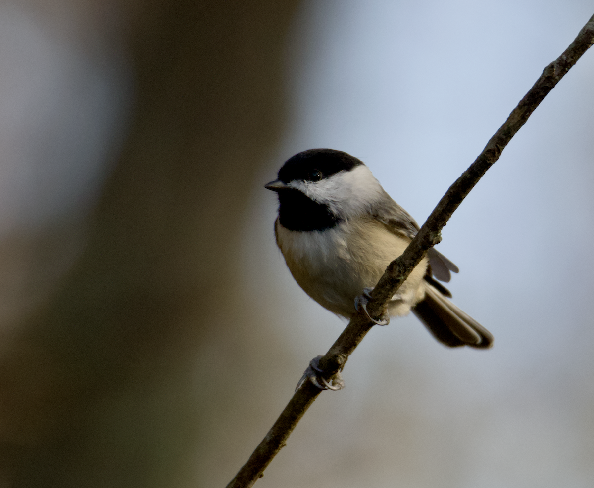 sýkora karolínská - ML610171108