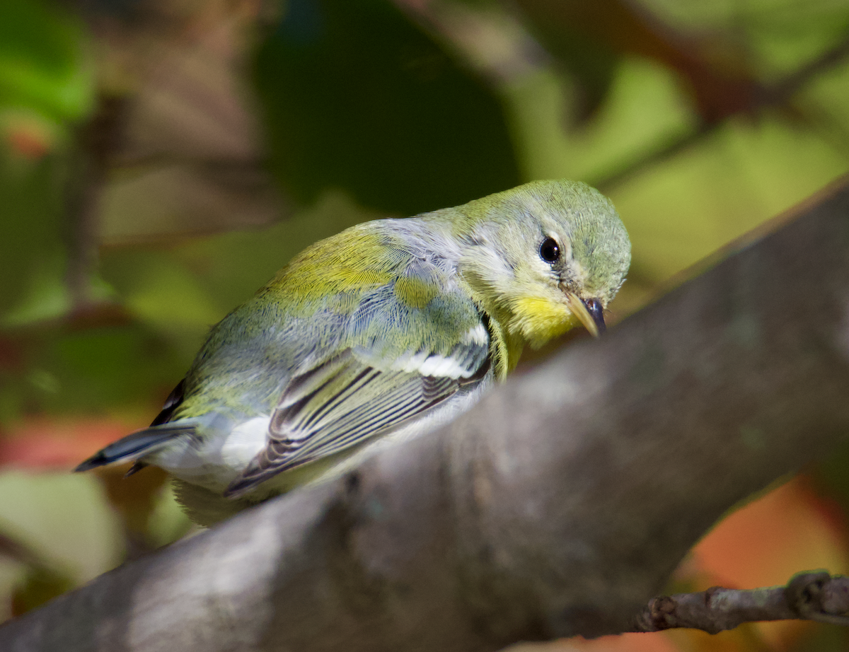 Northern Parula - Anonymous