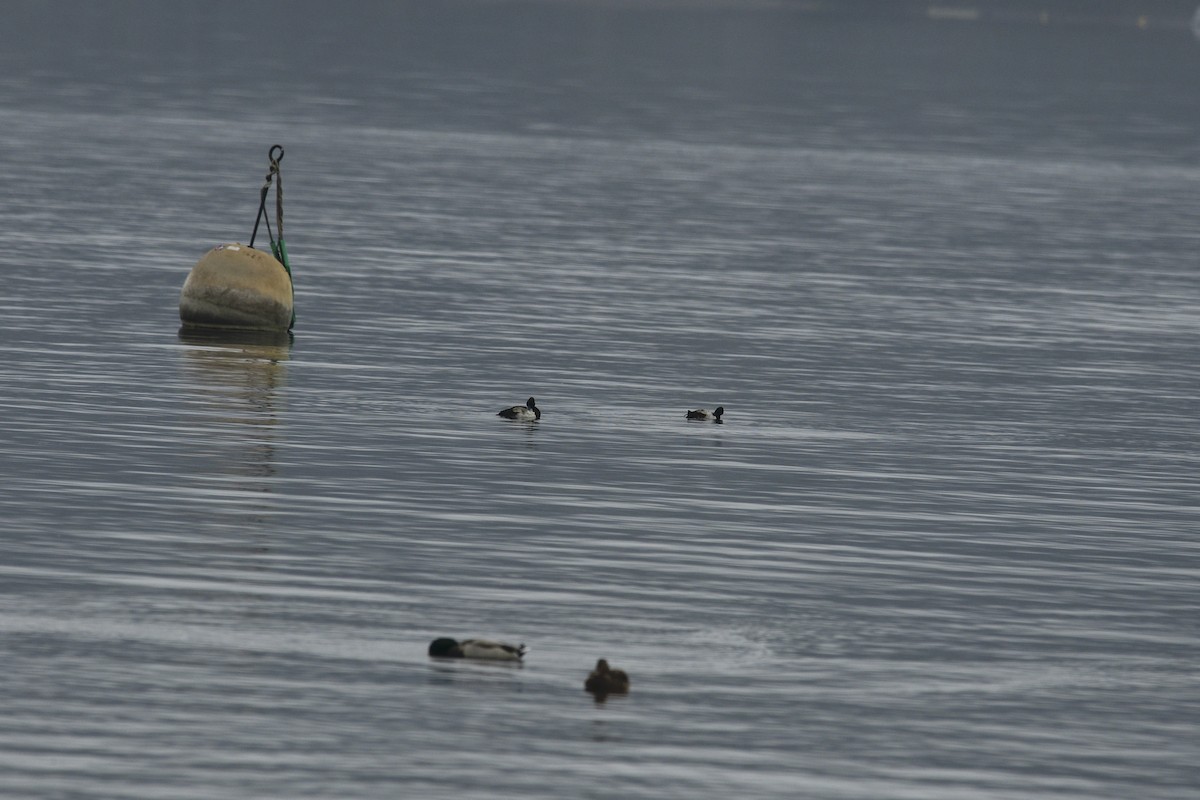 Tufted Duck - ML610171174