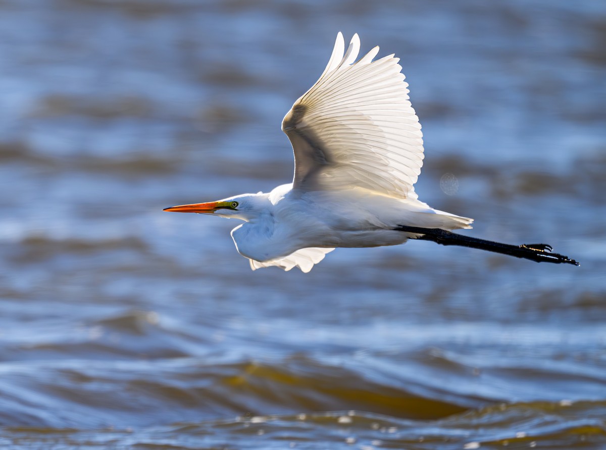 Great Egret - ML610171178