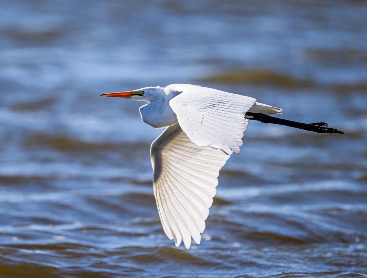 Great Egret - Ken Miracle