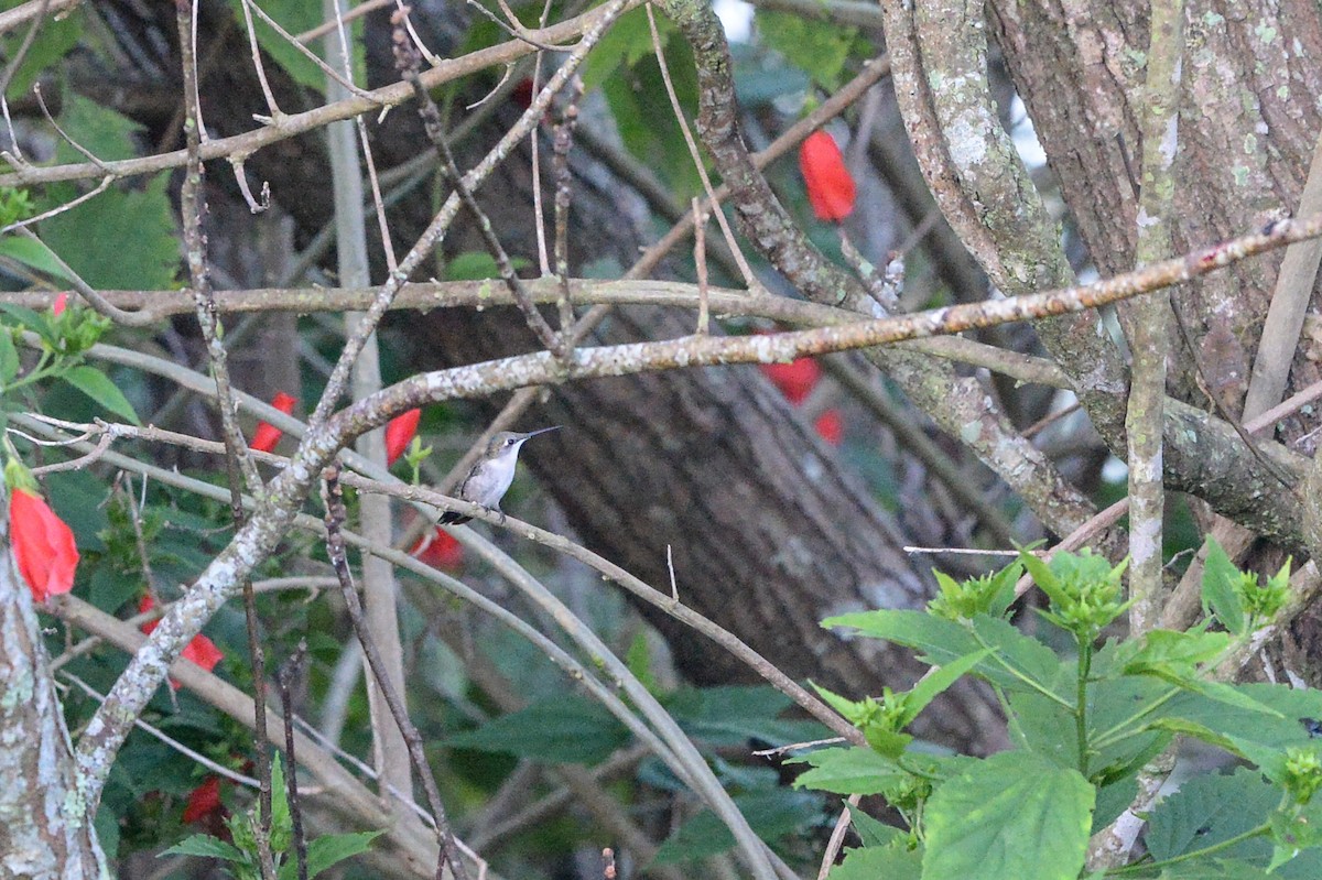 Ruby-throated Hummingbird - Diana Miller