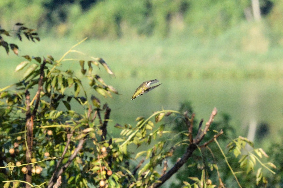 Yakut Boğazlı Kolibri - ML610171192