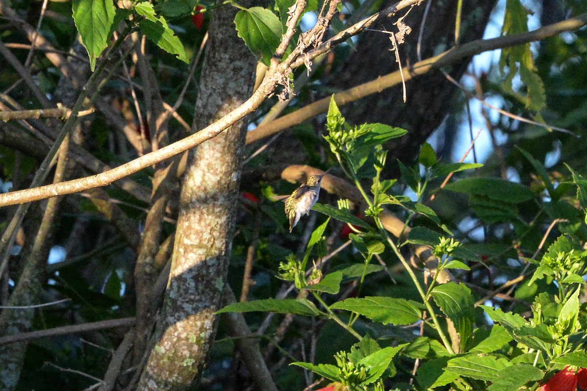 Рубиновогорлый колибри - ML610171193