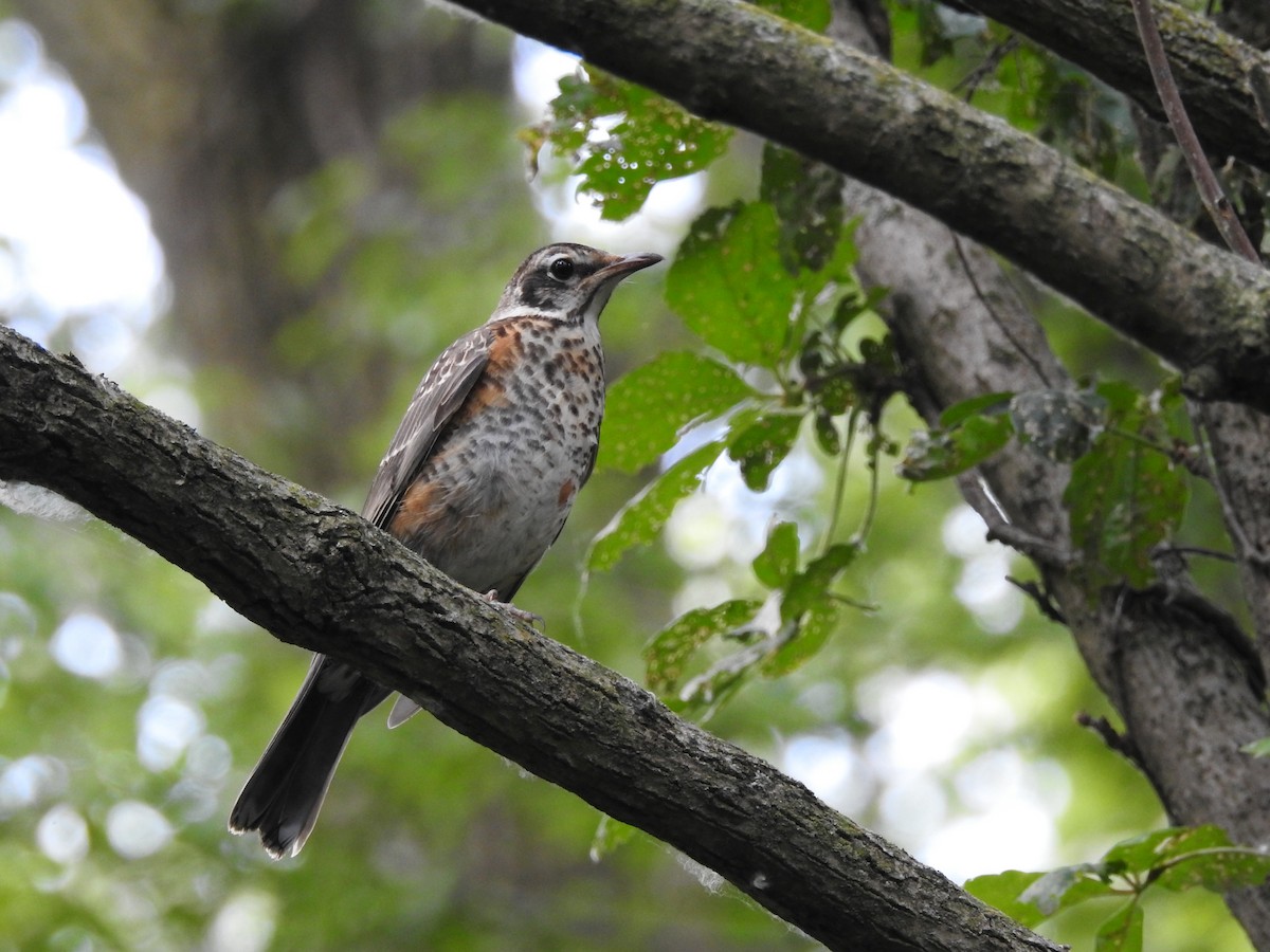 American Robin - ML61017131