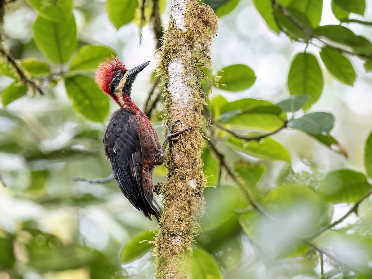 Crimson-bellied Woodpecker - ML610171316