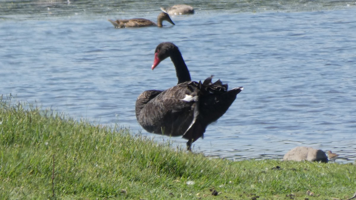 Black Swan - ML610171549