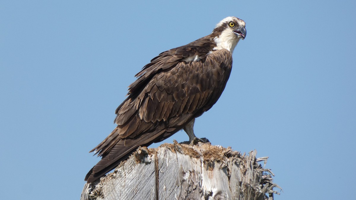 Osprey - ML610171564