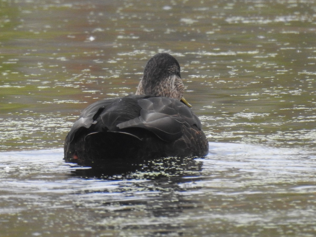 Canard noir - ML610171581