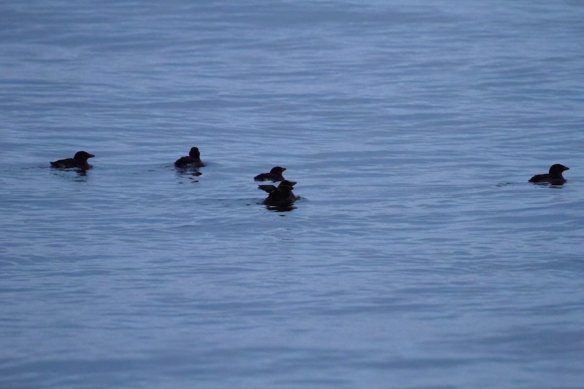 Rhinoceros Auklet - ML610171733