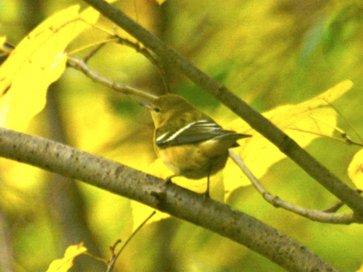 Bay-breasted Warbler - ML610171741