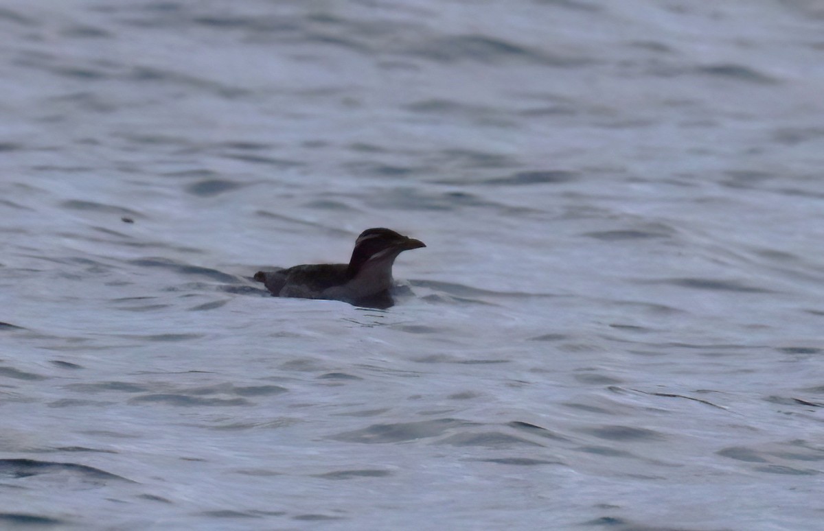 Rhinoceros Auklet - ML610171749