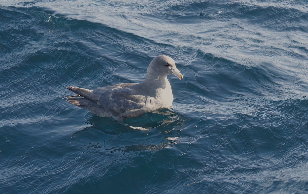 Northern Fulmar - ML610171792