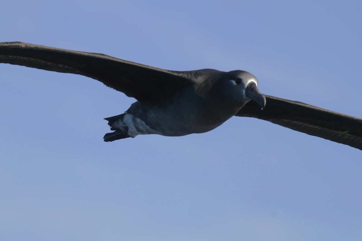 albatros černonohý - ML610171805