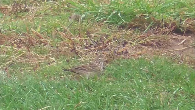 Vesper Sparrow - ML610171806