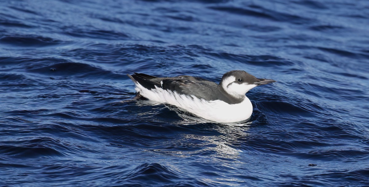 Common Murre - ML610171839