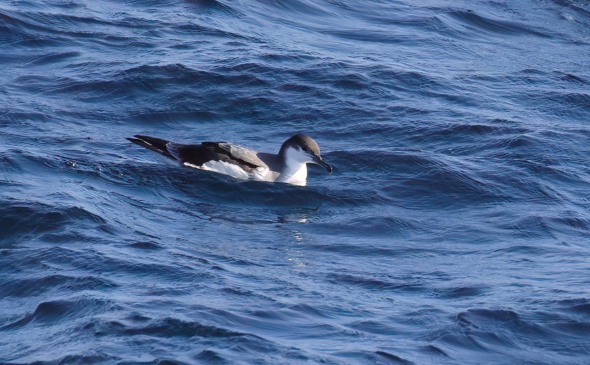 Buller's Shearwater - ML610171846