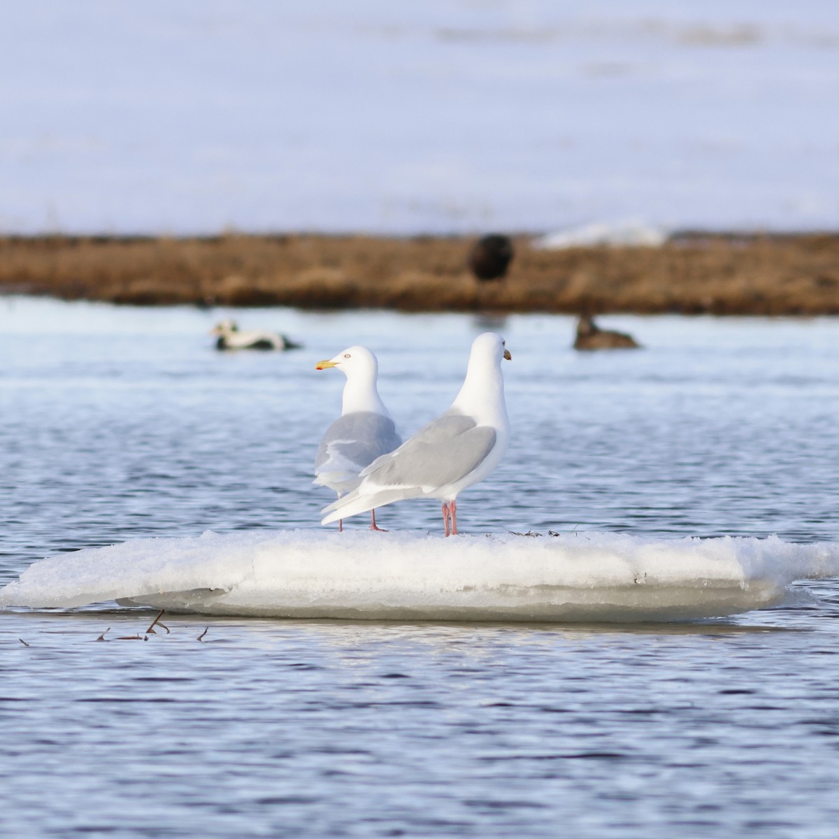 Glaucous Gull - Ferenc Domoki