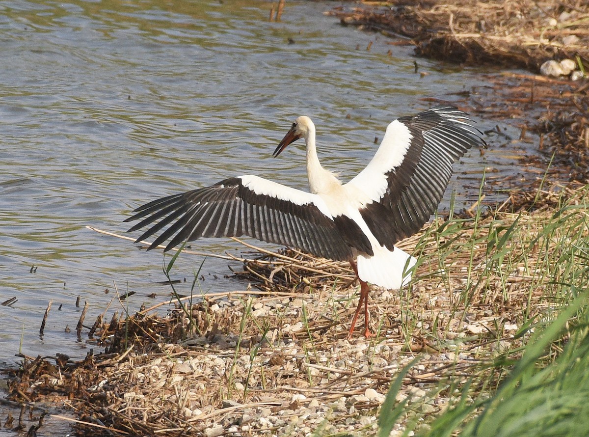 White Stork - ML610171875