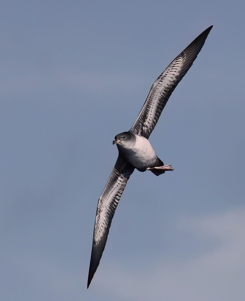 Pink-footed Shearwater - ML610171900