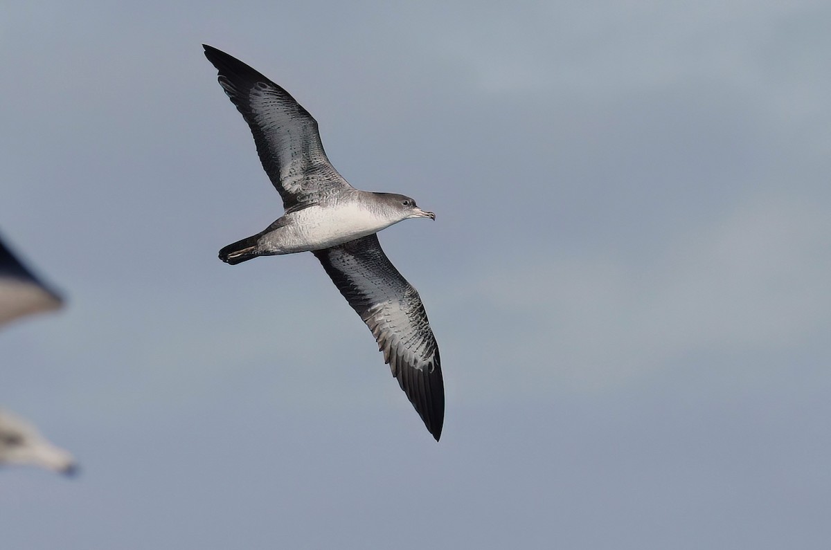 Pink-footed Shearwater - ML610171901
